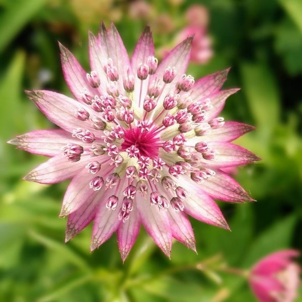 Astrantia Major Lila