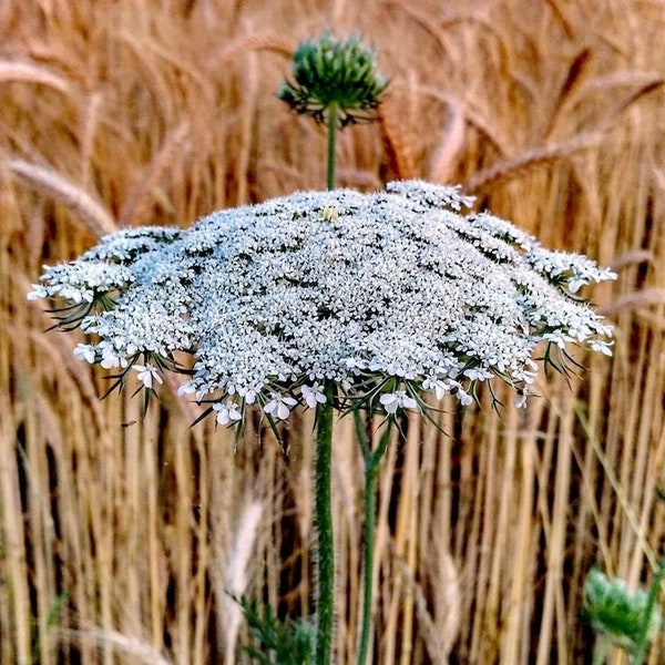 Daucus Carota