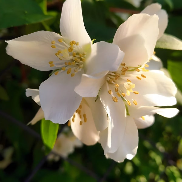 Philadelphus Coronarius Weiß