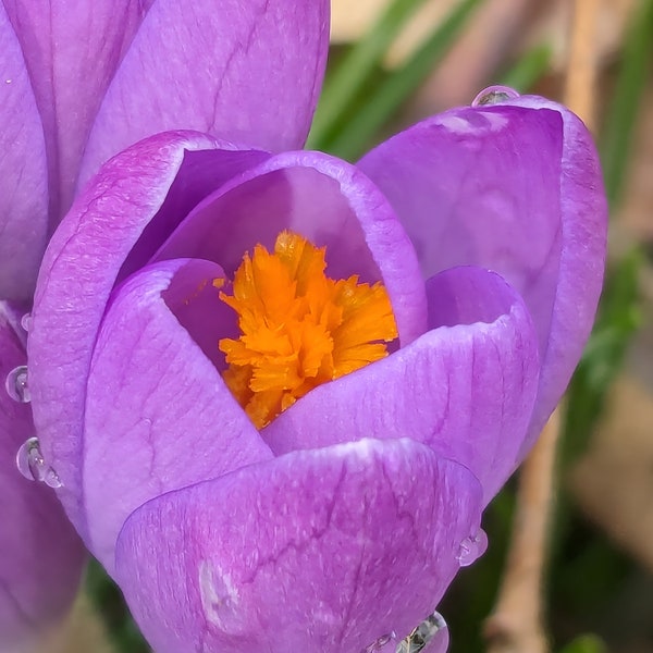 Crocus Vernus