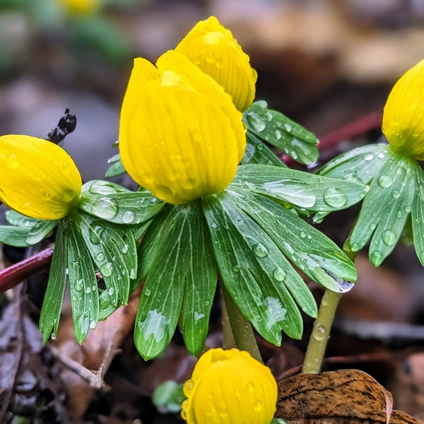 Eranthis Hyemalis