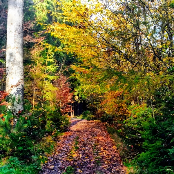 Wald Weg Herbst