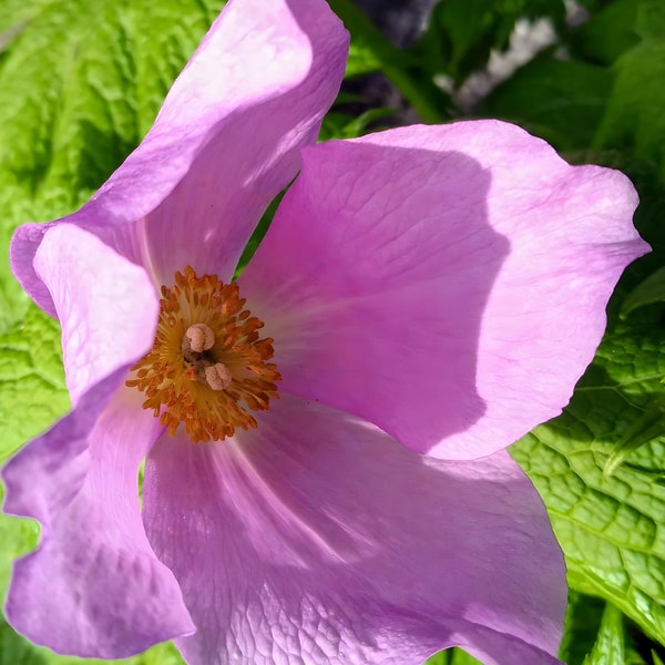 Rubus Odoratus