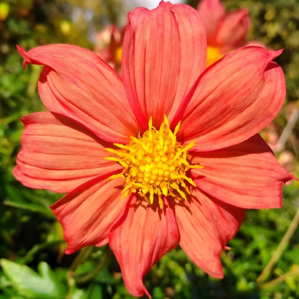 Cosmos bigpinnatus Rot