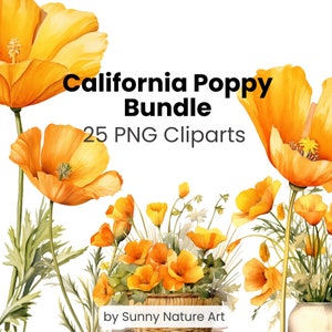 Coquelicot de Californie Clipart fleurs dorées PNG, téléchargement numérique, pour un usage commercial, aquarelle florale, coquelicots transparents, état, désert