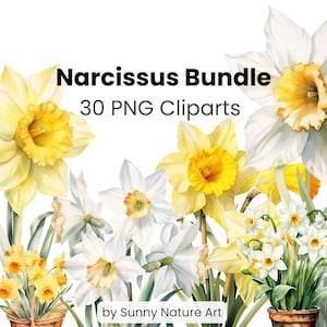 Narcissus clipart bloembundel PNG, digitale download, commercieel gebruik, bloemenaquarel, transparant, geel wit, geboortemaand bloem december