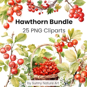 Hawthorn Clipart maio mês de nascimento pacote de flores, download digital, uso comercial, aquarela floral, PNG transparente, confecção de cartão
