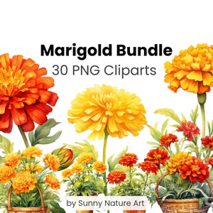 Marigold Clipart Flower Bundle PNG, Download digital, Uso comercial, Aquarela floral, Transparente, Amarelo ouro vermelho, Mês de nascimento Flor Outubro