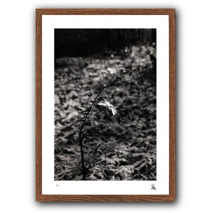 Black and White Nature Photography Print