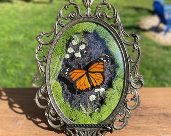 Mariposa monarca REAL en marco de filigrana de metal vintage