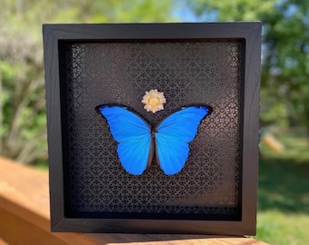 REAL Mariposa Morpho Azul Gigante - Enmarcada - Floral
