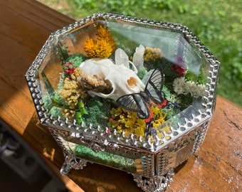 Cráneo de visón REAL con mariposa ángel Sylphina - Caja de baratijas
