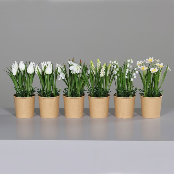 Sortierte Frühjahrsblüher Kollektion im Recyclebaren Topf – Tulpen, Muscari, Schneeglöckchen, Narzissen, Maiglöckchen – 22 cm in Cremetönen