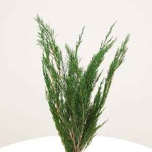 May include: A bundle of fresh, vibrant green juniper branches. The evergreen foliage has a delicate, feathery texture, with slender, needle-like leaves. The branches are a natural, earthy brown color at the base, creating a striking contrast.