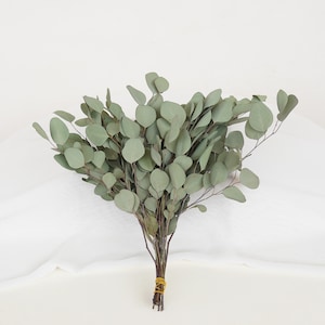 Silver Dollar Eucalyptus ,Preserved Eucalyptus ,  Wedding Greenery Decor ,Green Eucalyptus Decor,eucalyptus for bouquet