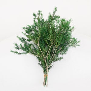 May include: A bunch of green leafy branches tied together with twine. The branches are arranged in a fan shape and have a natural, rustic look.