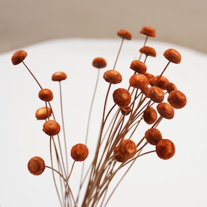 May include: A bouquet of dried flowers with small, round, orange-brown flower heads.