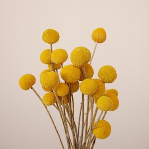 May include: A bouquet of dried billy balls, also known as craspedia, in a bright yellow color. The flowers are arranged in a cluster with their stems extending downwards.