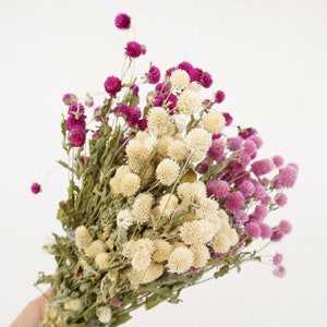 May include: A bouquet of dried flowers with white and pink globe amaranth blooms.