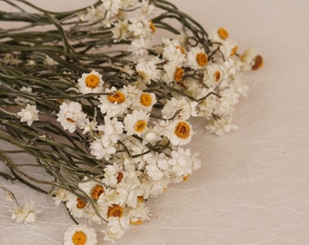 Gedroogde margrieten, gedroogde madeliefjes, natuurlijke chrysant