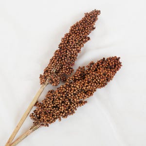 1 stems /  Natural Sorghum dried flowers bouquet,Dried flowers,Bouquet decoration,Wedding decoration,Vase fillin,DIY craft supply