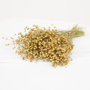 May include: A bunch of dried flax flowers, with many small, round seed pods in tan and light brown hues. The delicate stems are tied together at the base with green stems. The background is a plain white surface, creating a neutral backdrop.