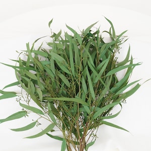 Feather Willow Eucalyptus,Preserved Eucalyptus , Wedding Greenery Decor ,Green Eucalyptus Decor,eucalyptus for bouquet
