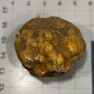 May include: A close-up of a rounded, textured rock with a mix of tan, brown, and white colors. The rock has a rough, uneven surface with visible ridges and crevices. The overall shape is irregular.