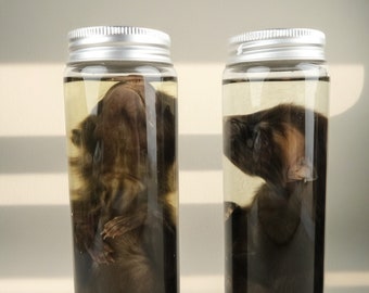 Fox Specimen In Liquid,Rare Taxidermy Baby Fox Wet Specimens,Cute Fox(glass Jar),Baby Fox Wet Specimens,Cabinet of Curiosities,Surprise Gift