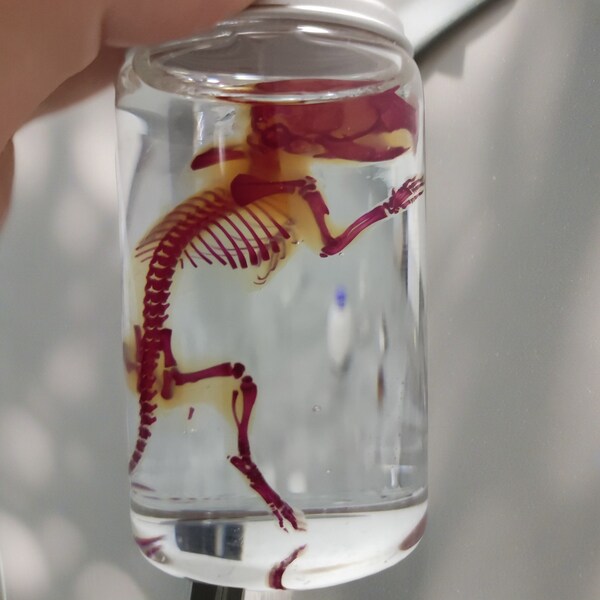 Real Preserved Diaphonized Mouse with Glass Jar, Wet Specimen, Oddities and Curiosities, Diaphonization