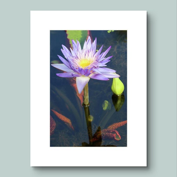 Waterlily Flower Photograph, Macro Flower Photograph, Flower Photo Print, Wall Art, Fine Art Print