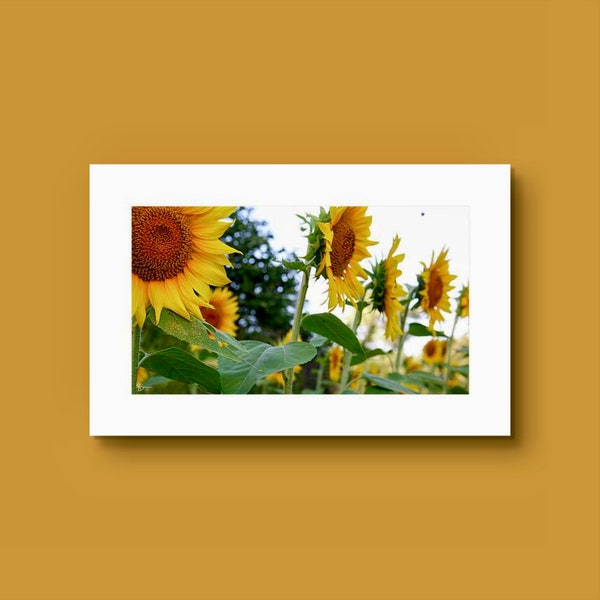 Sunflower Photograph, Landscape Flower Photograph, Flower Photo Print, Wall Art, Fine Art Print