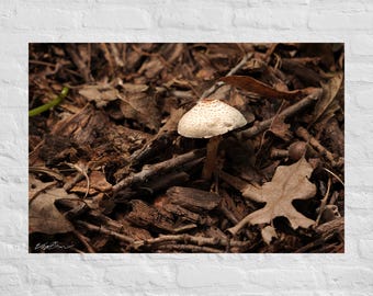 Mushroom on Forest Floor Photography: Poster and Canvas Print