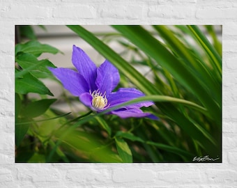 Minimalist Purple Clematis Flower Photography: Poster and Canvas Print