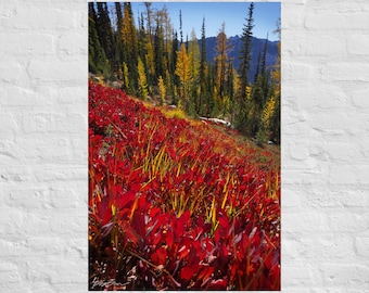 Fotografía de arbustos rojos con alerces dorados: póster e impresión en lienzo