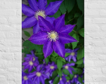 Fotografía de flores de clemátide moradas: póster e impresión en lienzo