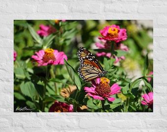 Fotografía de una mariposa monarca rodeada de flores rosas: póster e impresión en lienzo