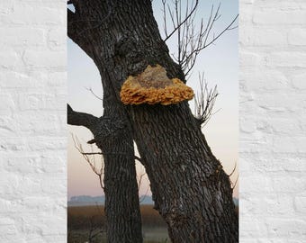 Large Mushroom on Tree Photography: Poster and Canvas Print