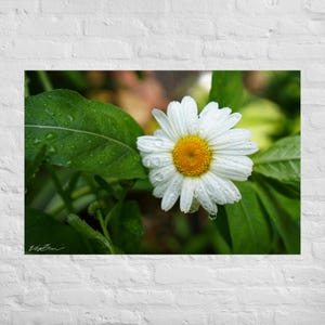 Daisy Print, White Flower Photography Print, Daisy Canvas Wall Art, Flower Photography