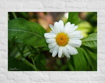 Fotografía de margaritas blancas: póster e impresión en lienzo