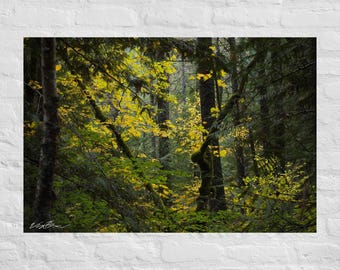 Dark Forest with Yellow Leaves Photography: Poster and Canvas Print