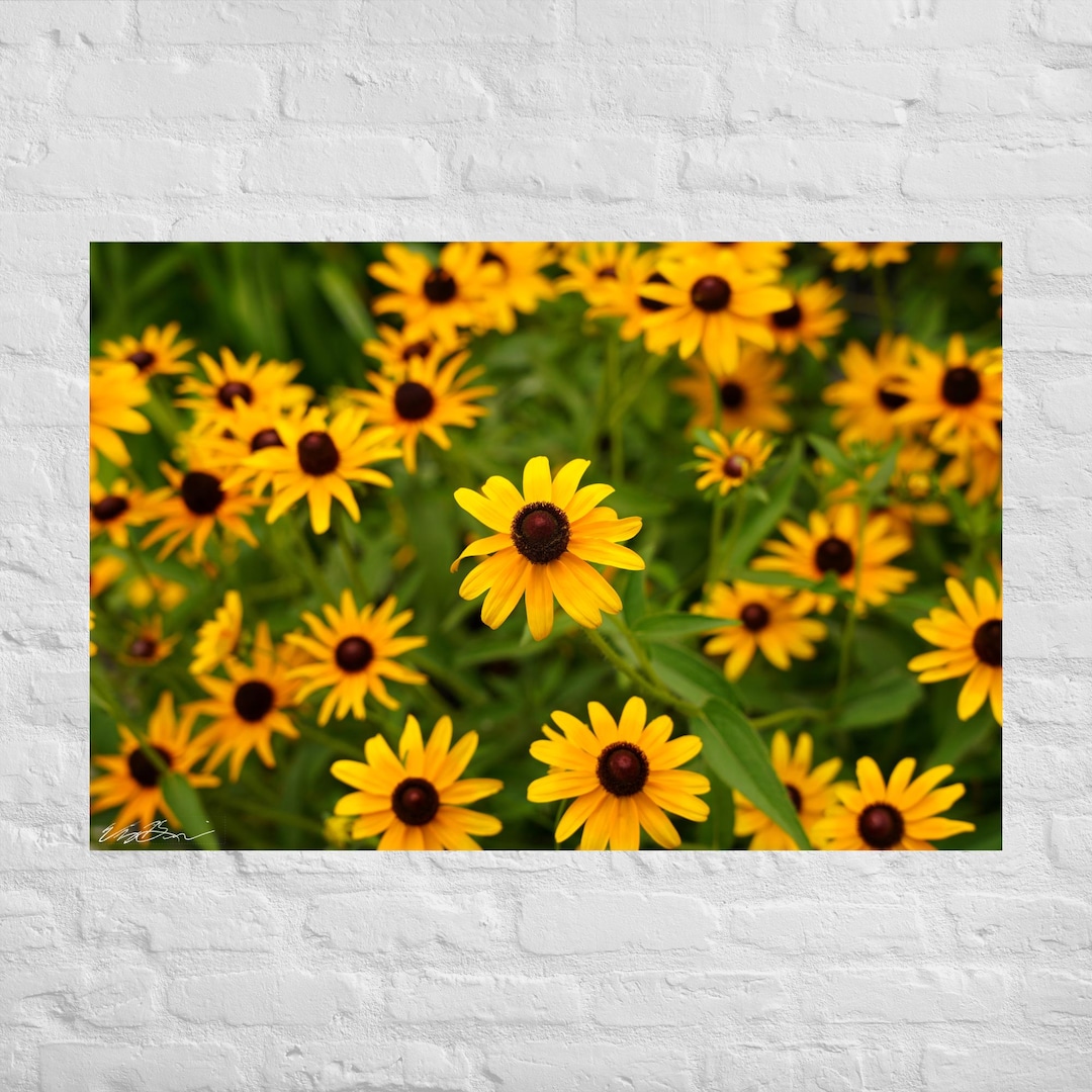 Yellow Black Eyed Susan Flowers Horizontal Photography: Poster and ...
