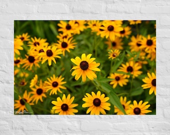 Yellow Black Eyed Susan Flowers Horizontal Photography: Poster and Canvas Print