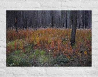Fotografía de epilobio rojo en bosque quemado: póster e impresión en lienzo