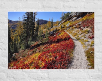 Fotografía de arbustos rojos de otoño y alerces dorados en el sendero: póster e impresión en lienzo