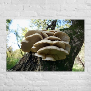 Mushrooms Wall Hanging, Mushrooms on Wood, Fungi Wall Art Prints, Mushrooms on Decay Wall Art