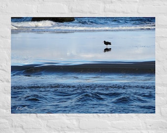 Minimalist Black Oystercatcher Bird Photography: Poster and Canvas Print