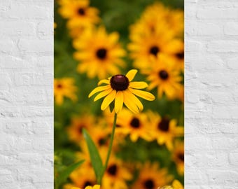 Vertical Yellow Black Eyed Susan Wildflower Photography: Poster and Canvas Print