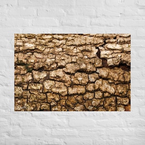Tree Bark Abstract Photography Poster and Canvas Print