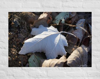 Fotografía de hoja de álamo blanco: póster e impresión en lienzo